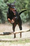 DOBERMANN 805